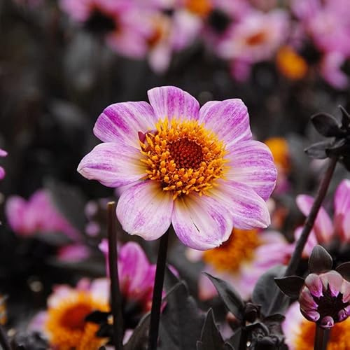 Dahlie American Pie® | 1 Stück | Knolle | Topfpflanze | Geeignet für Kübel | Lila | 100% Blütegarantie | QFB Gardening