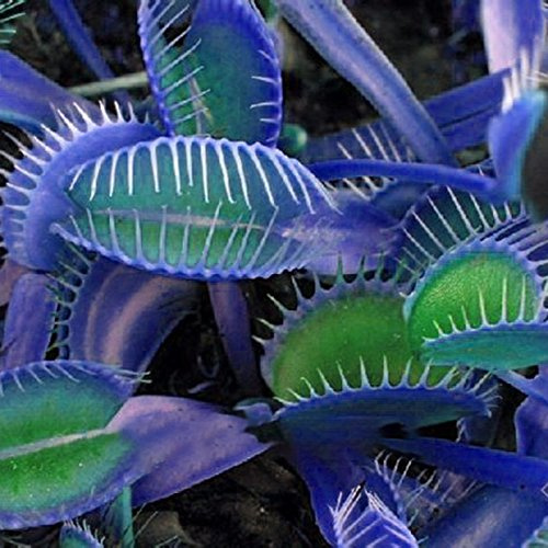 Graines de Bule dans un vase insectivore Diona Giant Giant Clip Venus Flytrap Seeds Carnivora Plant Domesticgardendiy