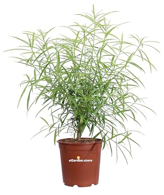 Pianta di Thevetia Peruviana varie grandezze pianta ornamentale da esterno cespuglio a fiore giallo pianta vera venduta da eGarden.store (Vaso 24 cm)
