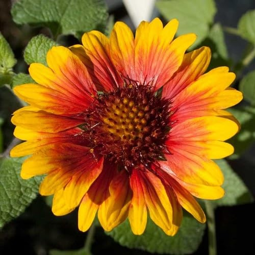 100 semillas de flores de Gaillardia naranja y amarillo