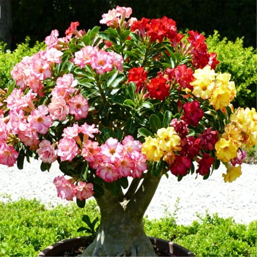 Rosa del Deserto Rara/Rosa del Deserto Resistente/Design Unico/Resistente alla siccità, facile da coltivare e fiorire per principianti-1 PCS-H