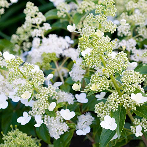 Hydrangea Kyushu Upright Deciduous White Flowering Outdoor Garden Pot Plant (20-30cm (Incl. Pot))
