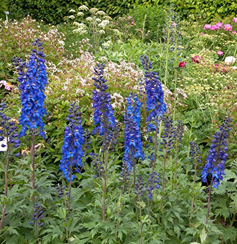 Hoher Rittersporn Sommernachtstraum - Delphinium elatum