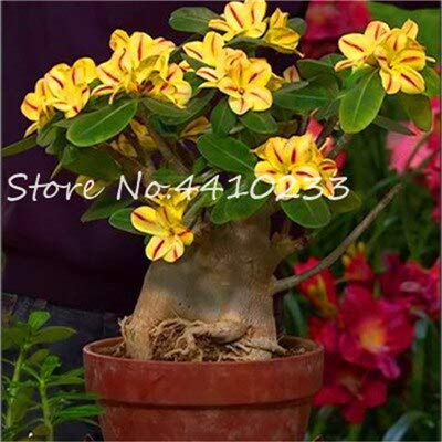 Graines de fleurs fraîches de rose du désert Adenium Obesum à planter jaune paquet de 100 graines