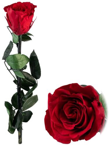 St. Leonhard Rose für die Ewigkeit rot mit Stiel, 3-5 Jahre haltbar, 28 x 5 cm