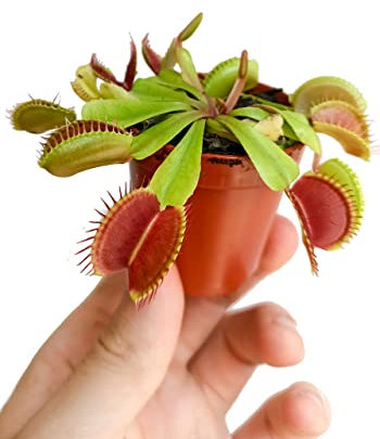 Planta Carnívora de Interior Que Come Insectos Venus Atrapamoscas