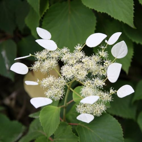 Schizophragma Hydrangeoides 'Climbing Hydrangea' - Hardy Deciduous Climbing Shrub with Creamy-White Lace Cap Flowers, Ideal for Walls and Fences - 2X 3 Litre Potted Plants by Thompson & Morgan
