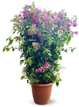 Attitude Jardin - Bougainvillier palissé - plante fleurie - 80-90 cm - ⌀ 21 cm - plante d'extérieur
