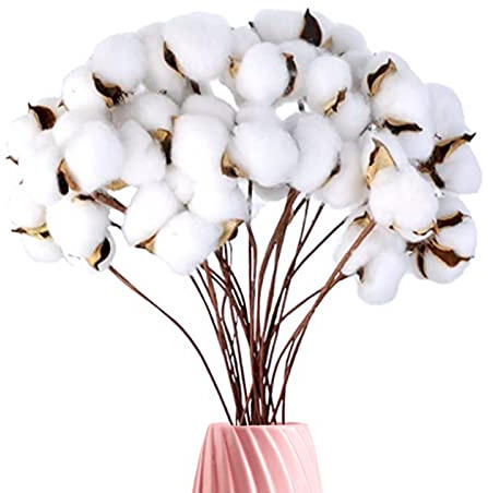 jiuzcare Flores de Algodón Seco 20 Tallos, Flores Secas Naturales, Ramas Decorativas de Algodón 40 cm para Jarrón, Centro de Mesa, Decoración del Hogar, Bodas, Fiestas, Otoño y Arreglos Florales