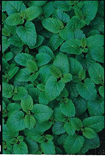 Approx 150 Seeds of Lemon Balm