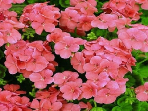 Semi di salmone MultiBloom rivestiti con film di geranio, confezione da 100