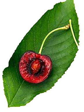 Ciliegia Amarena Pianta a radice nuda Varietà Ciliegia Amarena - 1 Pianta