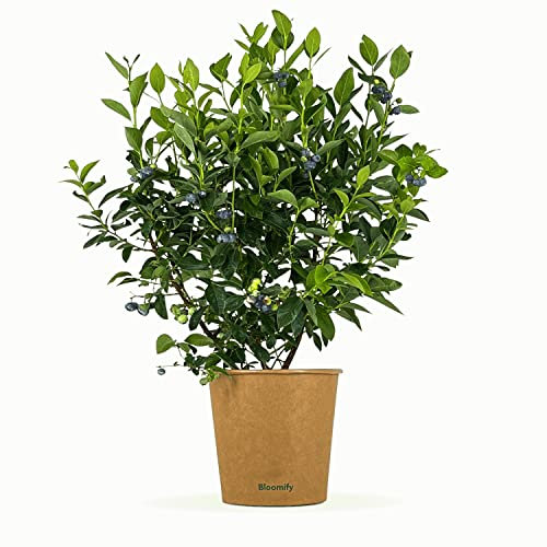 Bloomify® Blaubeere “Bodo” | 40 bis 60 cm große Heidelbeeren Pflanze | reich tragende Blaubeere | Vaccinium corymbosum für Kübel und Beet | pflegeleicht und winterhart