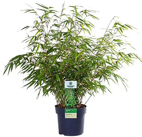 Fargesia Rufa - Hardy Red Panda Bamboo, Non-Invasive Garden Plant Clumping Variety, Year-Round Beauty, Perfect for Screening and UK Climate (40-50CM (Incl. Pot))