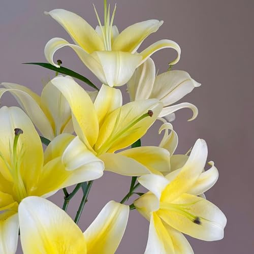 6bulbos de lirios, lilium brownii, decorativas, balcón de lirio macetero, primavera de tempranas