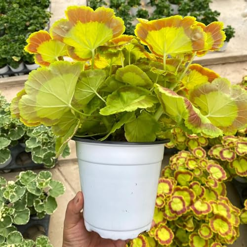 geranio - esotico in vaso raro copertura del terreno organico 300semi