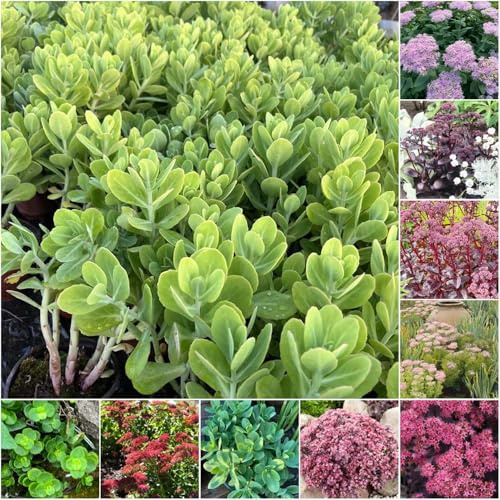 fetthenne blühende pflanzensamen garden für sonnige plätze bodendecker winterhart mehrjährig balkon gartenpflanzen bonsai zimmerpflanzen einfacher 100samen
