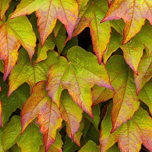 GardenersDream Parthenocissus Veitchii - Vite vergine autoagricolante, resistente al freddo, pianta rampicante compatta, pianta esterna per facciate