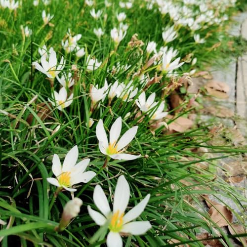 5zwiebeln zephyranthes decoration, zimmerpflanzen zephyranthes zimmerbonsai blumenzwiebel balkonpflanzen bodendecker winterhart mehrjährig
