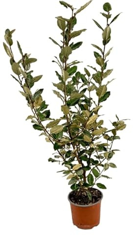 VANDAS Elaeagnus Ebbingei – Pianta Da Siepe Ornamentale | Vaso 14–16 cm | Resistente, Sempreverde E Facile Da Coltivare | Made in Italy