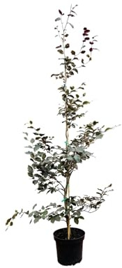 Blutbuche Fagus sylvatica Purpurea 125-150 cm Solitärbaum winterhart