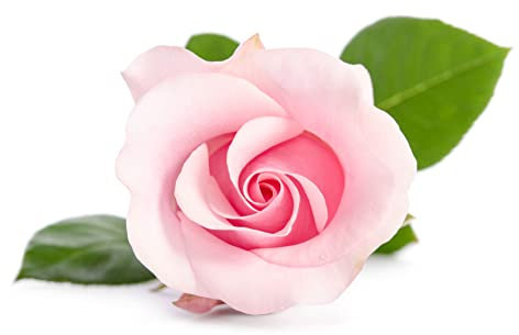 Floribunda Rose Plants, 'Queen Elizabeth', 1 x Full Plant in a 5 Litre Pot, Rose Bush, Garden Roses, Garden Ready and Ready to Plant, Premium Quality Roses