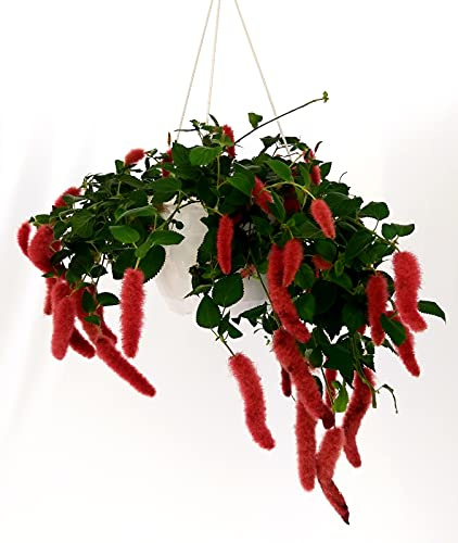 POWERS TO FLOWERS - ACALIFA, ACALYPHA IN BASKET 24CM, pianta vera