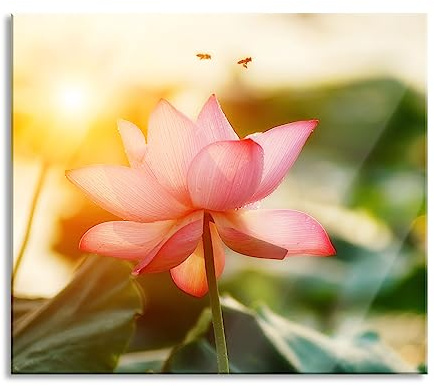 Lotus im Abendlicht Herdabdeckplatte & Spritzschutz aus Echtglas | Für Herd-Kochfelder | 60x52 cm
