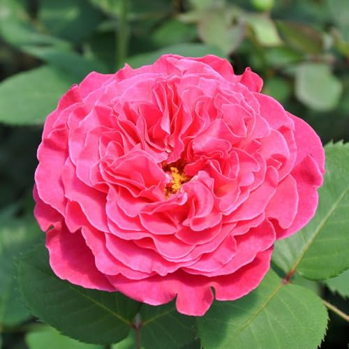 Duftende Edelrose 'Kölle's Rosensymphonie'®, kräftig pink, Topf 5 Liter