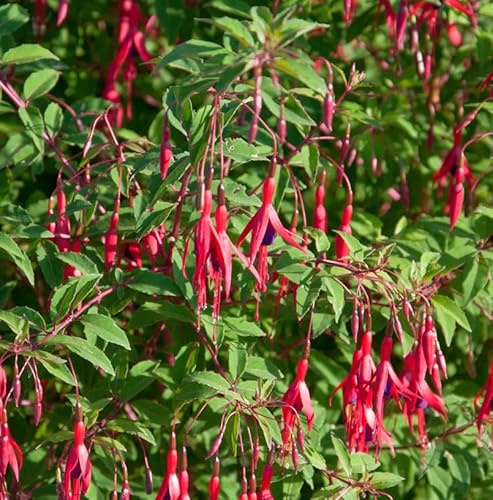 Fuchsie Gracilis - Fuchsia magellanica - lebende Gartenpflanze aus den Baumschulen