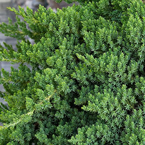 GardenersDream Juniperus procumbens 'Nana' Plant - Beautiful Evergreen Outdoor Shrub - Ornamental Conifer Plant for Gardens, Patios, and Borders (20-30cm Incl. 9cm Pot)