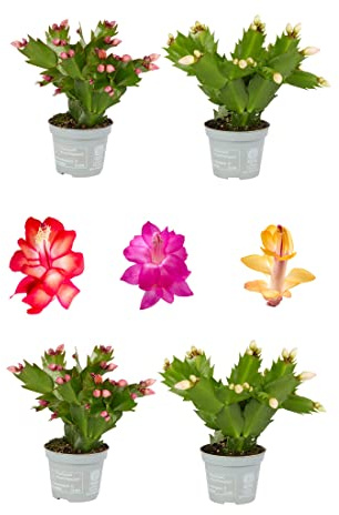 Plantas Naturales de la Navidad Set de 4 Cactus de Navidad Flores de Pascua