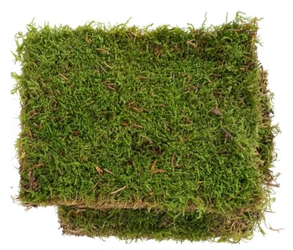 Ecodecs - Musgo Natural Vivo para Terrario plantas ecosistema, Bonsais naturales interior, Terrario reptiles, Terrario tortugas de tierra, Musgo para belenes, Musgo plano - MUSGO PLANO (L (30x20cm))