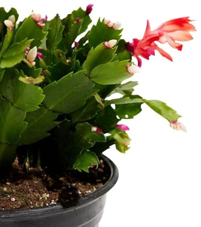 Cactus de Navidad Schlumbergera Planta Natural de Riego Moderado