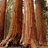 New Fresh 15 semi di albero di sequoia marrone