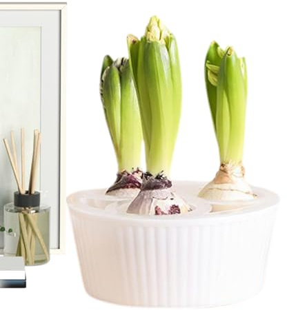 Jardinière – Pot de Jacinthe à 3 Trous, récipient de Plantation de bulbes de Fleurs, jardiniers, Appartement, Bureau, Enseignants, Personnes âgées, débutants, Rebord de fenêtre, Cuisine