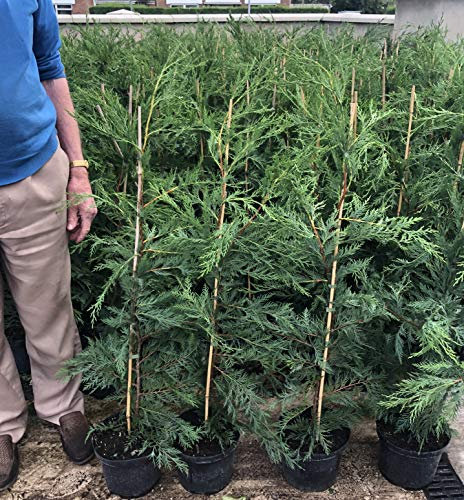 10 Green Leylandii Hedging Evergreen Fast Growing Conifer 3-4ft Large 3 Litre Pots Sunnyside Nurseries
