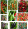 Collezione di semi di peperoncino - 10 confezioni, 10 varietà, 100 semi.