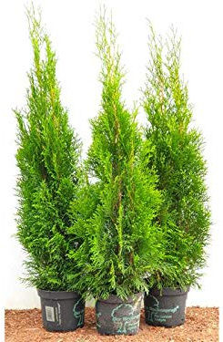 Lebensbaum Thuja Smaragd 80 cm Topf immergrüne Heckenpflanze 45 Stück | 45 Stueck, winterhart, pflegeleicht, schnittvertraeglich, ideal als Sichtschutz und Formhecke, sonnig bis halbschattig