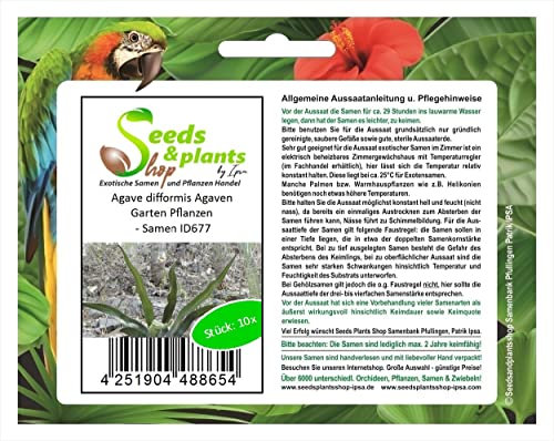 Stk - 10x Agave difformis Agaven Garten Pflanzen - Samen ID677 - Seeds & Plants Shop by Ipsa