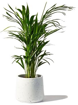 Perfect Plants Areca Palm Large Indoor House Plant Real Tropical Plants 25-30cm Tall with Lush Foilage