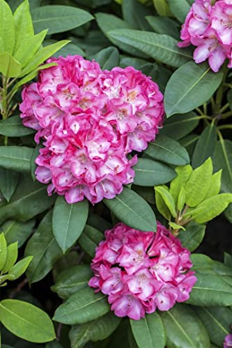 Rhododendron yakushimanum 'Tatjana' 25-30 cm – Winterhart, Immergrün, Pflegeleicht – Rhododendron – Zierstrauch für Garten & Kübel