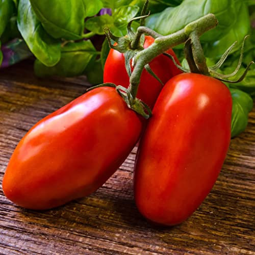 Tomato Seeds San Marzano - Heirloom Determinate Plum Tomato Plant Seed