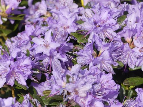 Rhododendron impeditum Blaue Mauritius - Kleinblättrige Alpenrose - 30-40cm
