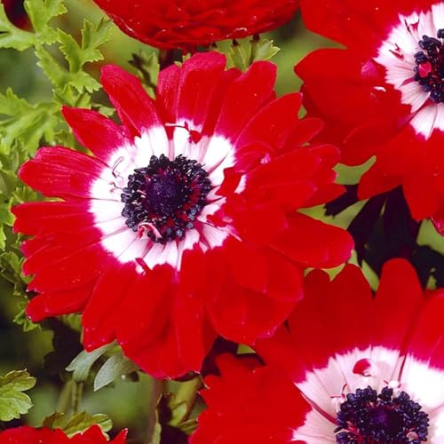 semi di anemone, perenne, decorazione autunnale di balcone, aiuola, ombra decorazioni, luoghi 85pcs