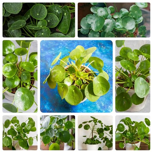 Pilea peperomioides, glückstaler, gartendeko für draußen Chinesischer Geldbaum indoor gewächshaus balkon dekoration blumenstauden seltene rankpflanze kübelpflanzen schnittblumen 100samen