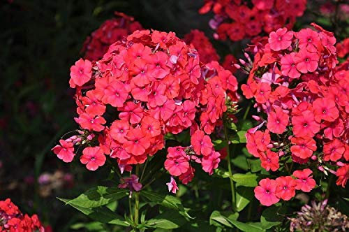 Phlox 21st Century Red F1 10 Seeds- Outstanding, Long Blooming