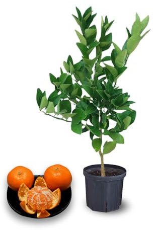 Clementine Trees Live Plants, 2 to 3 Feet Tall, 3 Gallon Pot, Clementine Tangerine Mandarin Tree for Planting, No Shipping to CA