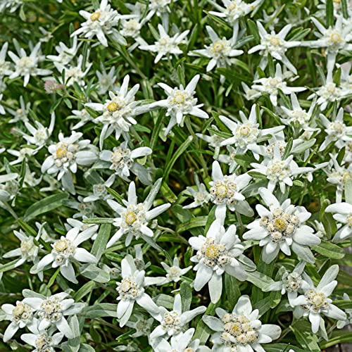 semi resistenti stella alpina, per il giardino decorazione balcone 500pcs