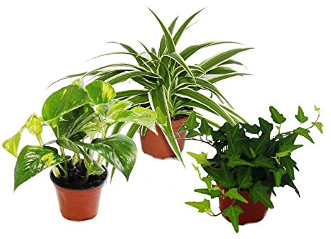 Trio de Plantas Que Filtran el Aire: Pothos (Epipremnum), Planta Araña (Chlorophytum) y Hiedra (Hedera)